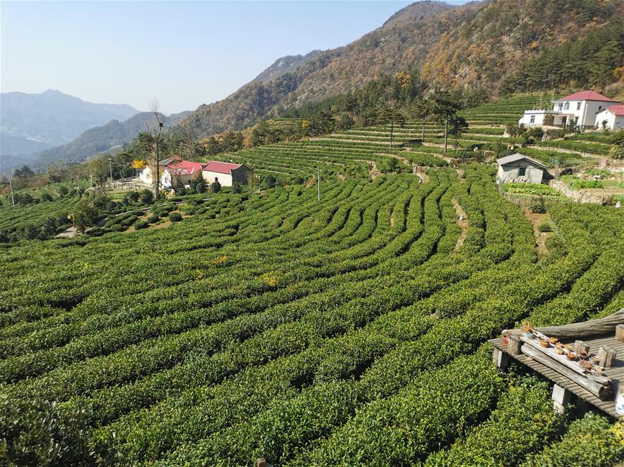 （决战决胜脱贫攻坚·图文互动）（1）咬定“茶”山不放松——安徽大别山区石佛村依靠茶产业脱贫致富见闻