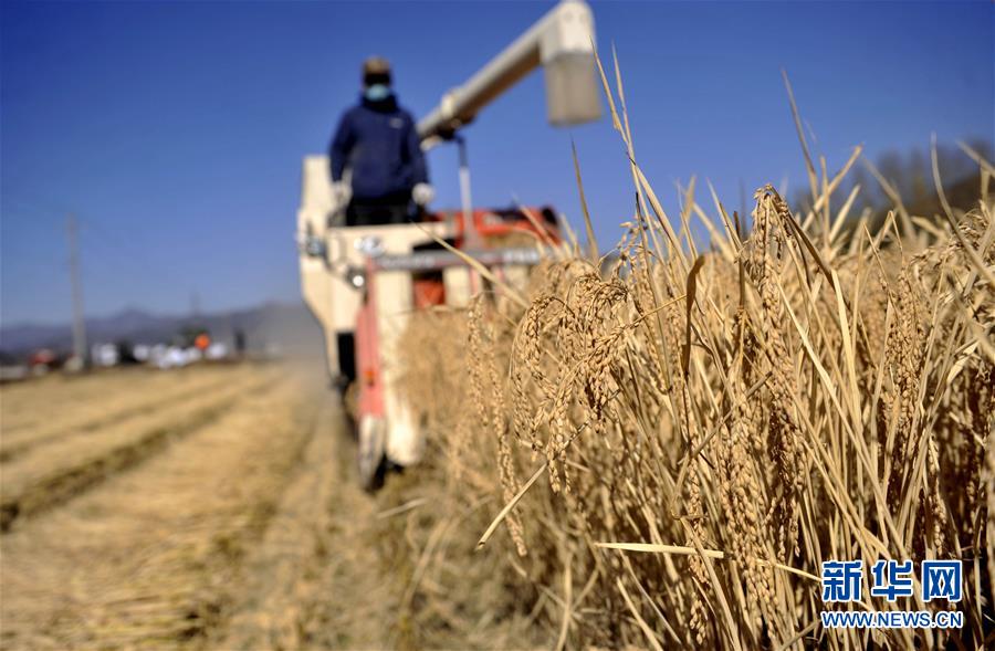 #（经济）（1）金秋水稻飘香收获忙